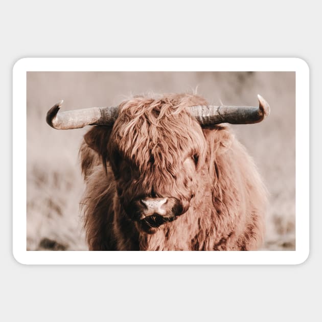 Scottish Highlander Portrait | Scottish Highlander Photography | Scottish Highlander Fine Art Print Sticker by Melissa Peltenburg Travel Photography